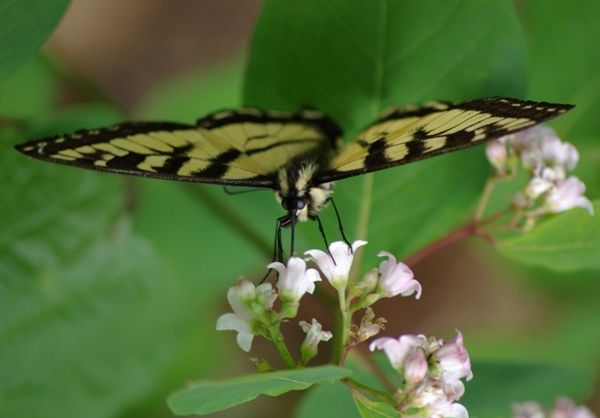 Photo of Papilio canadensis by <a href="
http://shuswaplakephotos.wordpress.com/">Dawn Kellie</a>